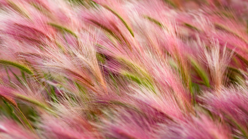 foxtail-barley